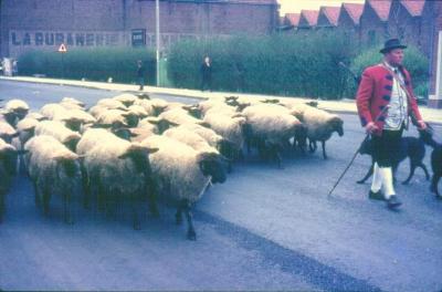 De herder loopt met zijn schapenkudde mee in de Canteclaerstoet