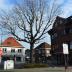 Vrijheidsboom van Petegem-aan-de-Leie