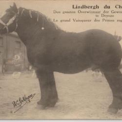 Lindbergh du Château wint gewestelijke prijskamp te Deinze