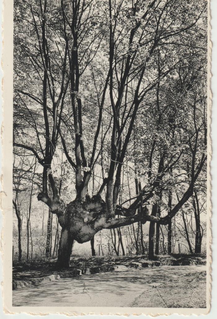 Een merkwaardige boom op het domein van home Edouard Anseele