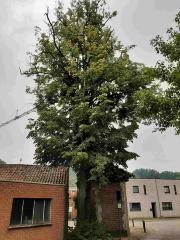 De vrijheidsboom van Bachte-Maria-Leerne