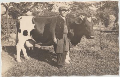 Boer Fons en zijn koe