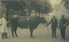 Poseren met een os op het Kongoplein