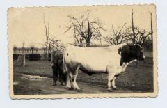 Met een springstier voor de boerderij