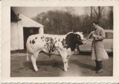 Een jonge prijswinnende stier uit De Pinte