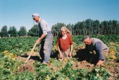 Aardappelen rooien met de familie Van Heule