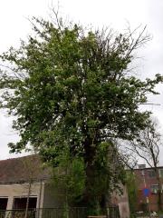 Een karaktervolle wilde kastanje in een tuin aan de Tolpoortstraat te Deinze