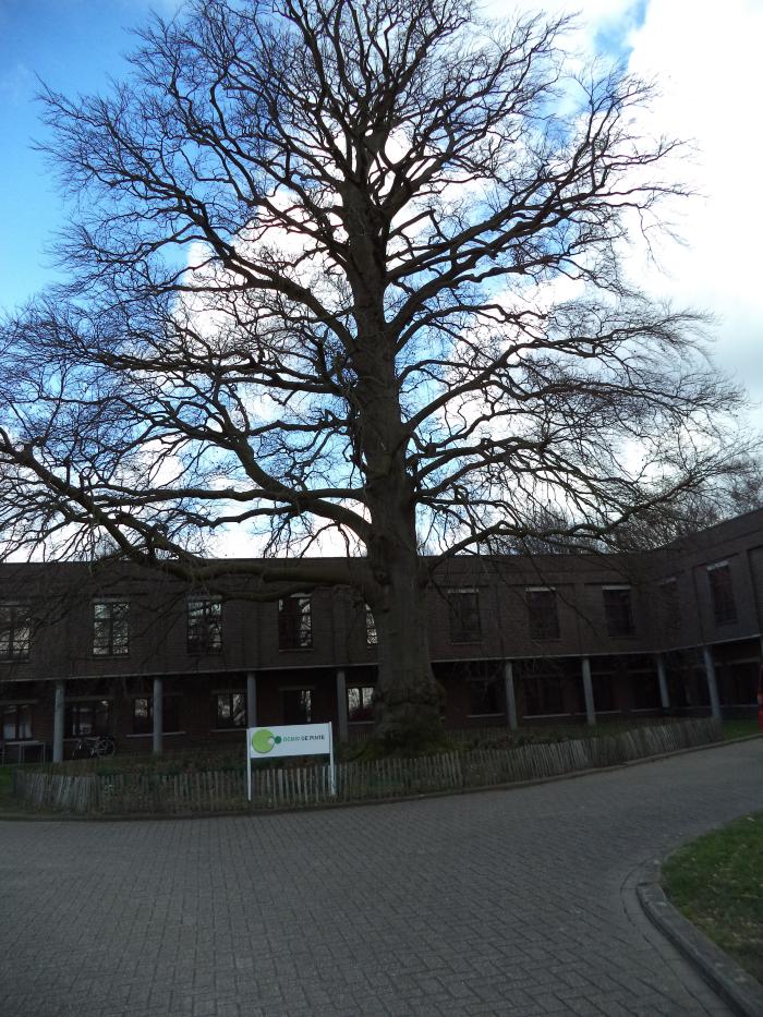 Oude boom op het domein Scheldevelde