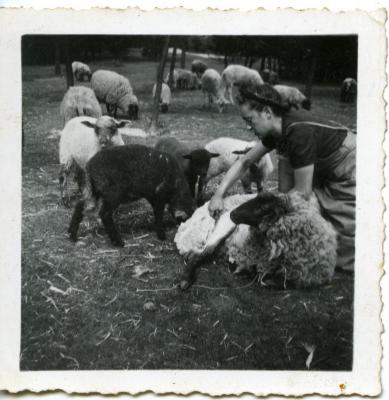 Alma Gevaert scheert de schapen
