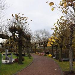 De leilinden die het Grammens kerkhof omringen